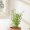 Shop Aromatic Holy Basil Plant