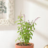 Shop Aromatic Holy Basil plant