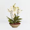 Arrangement of orchids