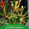 Arrangement of Plants Online