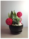 Arrangement of Plants Online