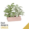 Arrangment of Plants Online