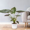 Arrow leaf (Alocasia wentii) Online