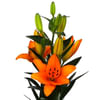 Asiatic Lilium Heraklion (Bunch of 10) Online