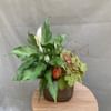 Assorted Green Plants Online