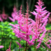 Astilbe Arendsii Bressingham Beauty (Bunch of 10) Online