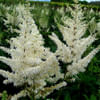 Astilbe Arendsii Diamant (Bunch of 10) Online