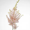 Astilbe Japonica Europa (Bunch of 10) Online