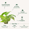Buy Awesome Didi Money Plant With Mug Planter
