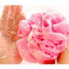 Bath Loofah - Fruits - Single Piece Online