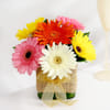 Beautiful Assorted Gerberas Online
