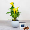 Beautiful Calla Lily Online
