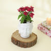 Gift Beautiful Pentas Red Plant