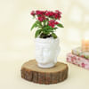 Buy Beautiful Pentas Red Plant