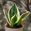 Gift Better Snake Plant-Golden Hahnii Customized with logo