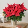 Big Poinsettia Online