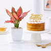 Birthday Aglaonema Serenity & Butterscotch Cake