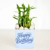 Gift Birthday Bamboo Plant with Blue Vase