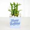 Buy Birthday Bamboo Plant with Blue Vase