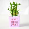 Gift Birthday Bamboo Plant with Pink Vase