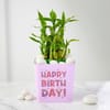 Buy Birthday Bamboo Plant with Pink Vase