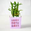 Birthday Bamboo Plant with Pink Vase Online