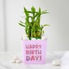 Gift Birthday Bamboo Plant with Red Velvet Cake