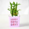 Buy Birthday Bamboo Plant with Red Velvet Cake