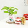 Gift Birthday Special Money Plant With Red Velvet Jar Cake