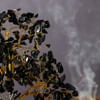 Gift Black Agate Gemstone Success Tree - 500 Chips