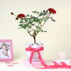 Gift Blooming Love Rose Plant
