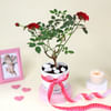 Buy Blooming Love Rose Plant