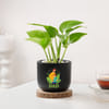 Gift Blooming Money Plant In Black Planter For Dad