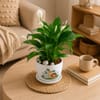 Gift Blooming Peace Lily Plant with Plate