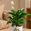 Buy Blooming Peace Lily Plant with Plate