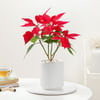 Buy Blooming Red Poinsettia And Ceramic Pot