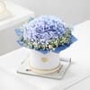 Buy Blue Hydrangea & Teddy Combo