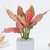 Gift Blush Beauty Aglaonema Plant and Butterscotch Cake Combo