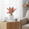 Shop Blush Beauty Aglaonema Plant and Butterscotch Cake Combo