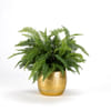 Boston Ferns (Bunch of 80) Online