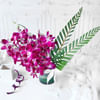 Gift Bouquet of Purple Orchids in Glass vase (6 Stems)