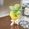 Gift Breathe Free Syngonium White Plant