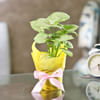 Buy Breathe Free Syngonium White Plant