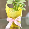Shop Breathe Free Syngonium White Plant