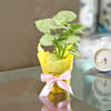 Breathe Free Syngonium White Plant Online
