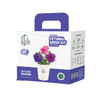 Bright Blooms Petunia Grow Kit Online