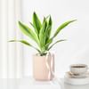 Gift Bright Dracaena Planter Gift