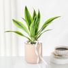 Buy Bright Dracaena Planter Gift
