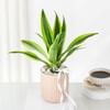 Bright Dracaena Planter Gift Online
