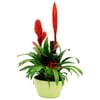 Bromelia Online